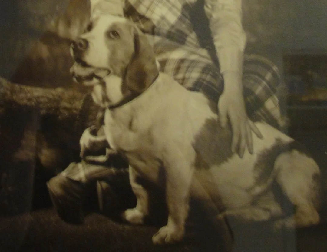 A sepia-toned vintage photograph shows a large, light-colored dog with floppy ears sitting upright, looking off to the side…