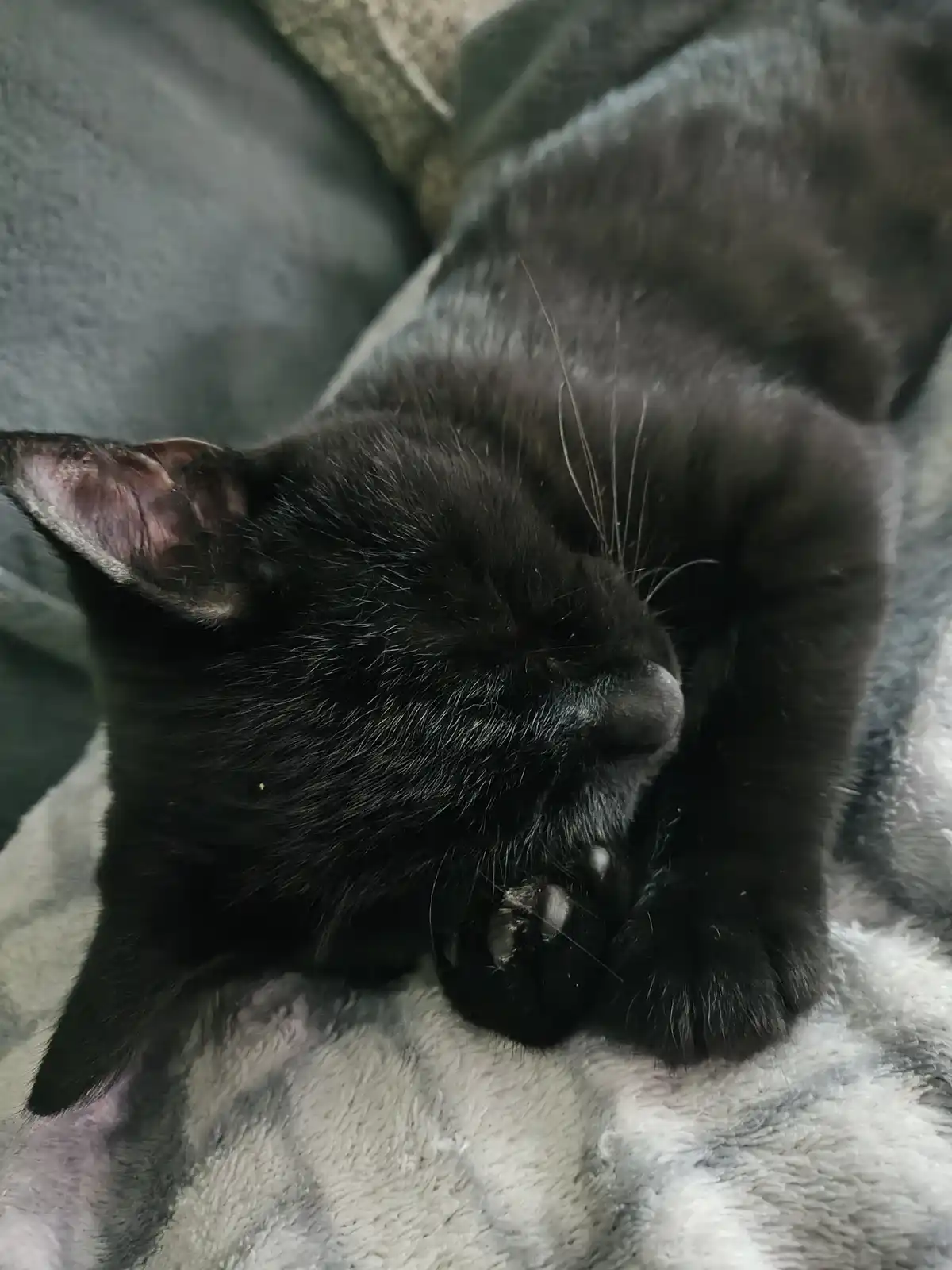 Meet my adorable little nap buddy!