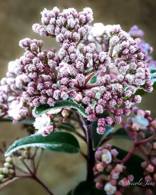 A close-up photograph of pinkish-purple flower buds and green leaves covered in a delicate layer of frost, with the overlaid…
