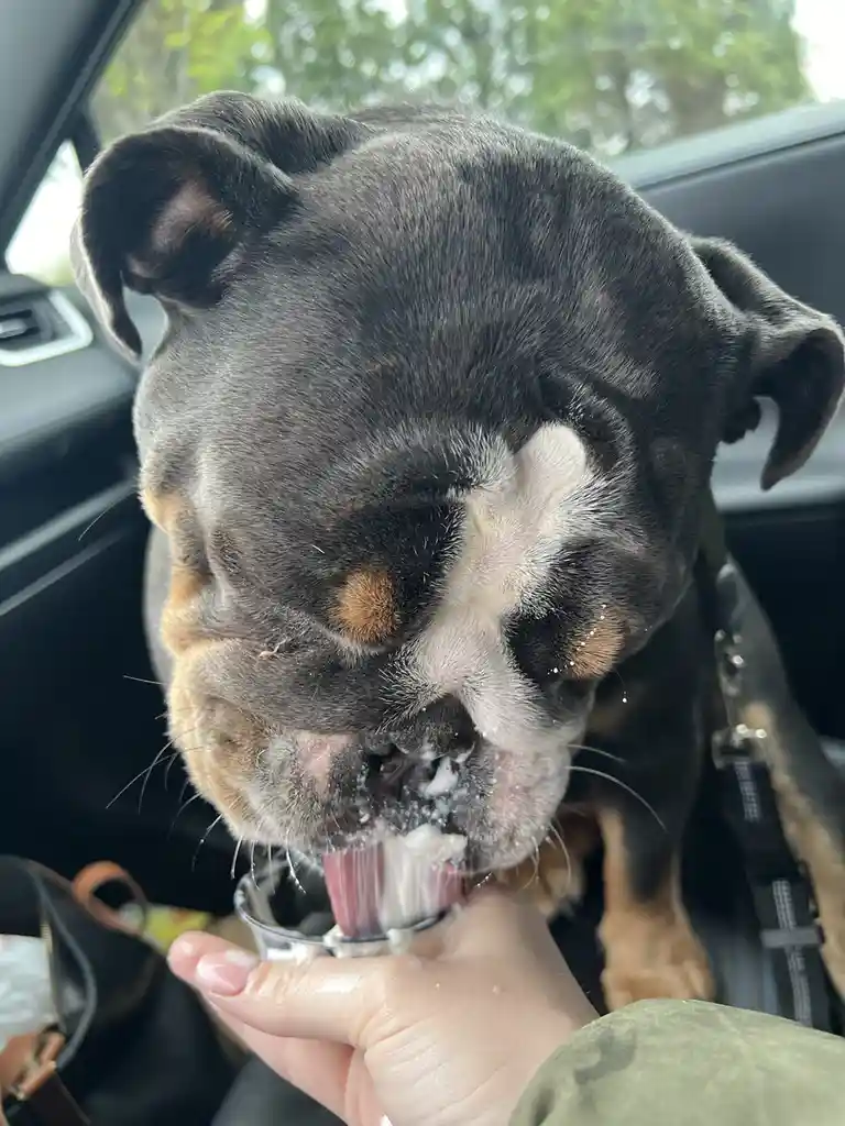 A close-up photo shows a black and white bulldog with tan markings inside a car, enthusiastically licking a small glass cup…