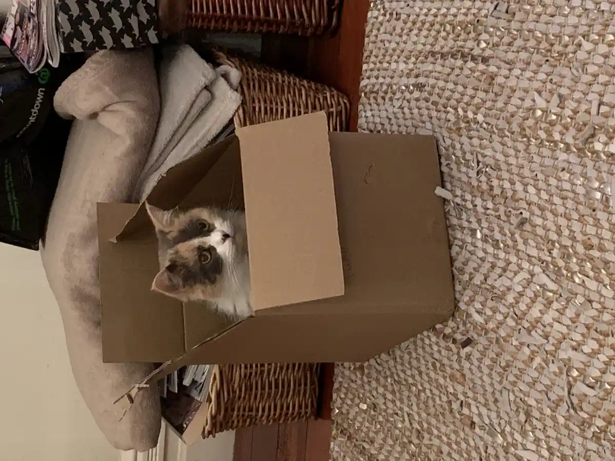 A calico cat with white, brown, and black fur peeks out from a brown cardboard box on a textured rug, looking upward with…