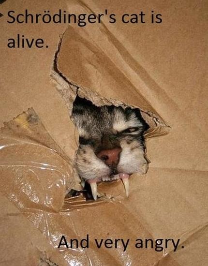 A cat with bared teeth and an angry expression peeks out from a torn brown paper bag. Text overlaid on the image reads…
