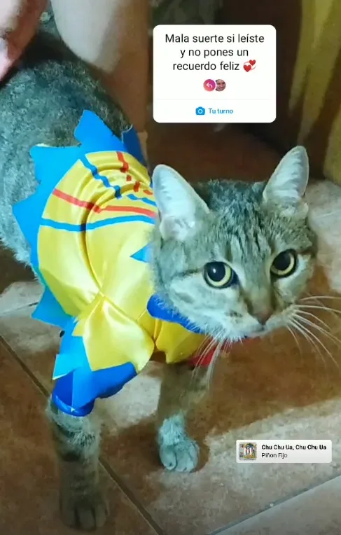 The Enigmatic piñonchiki