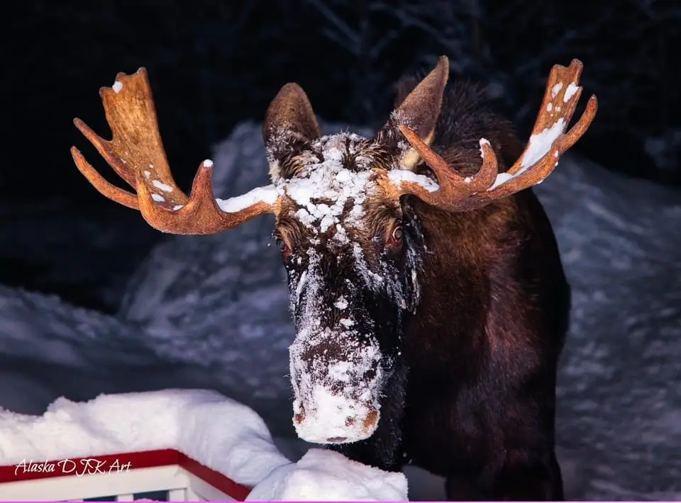 A close-up photo of a large moose with snow covering its face and antlers, standing in a snowy, dark environment. The image…