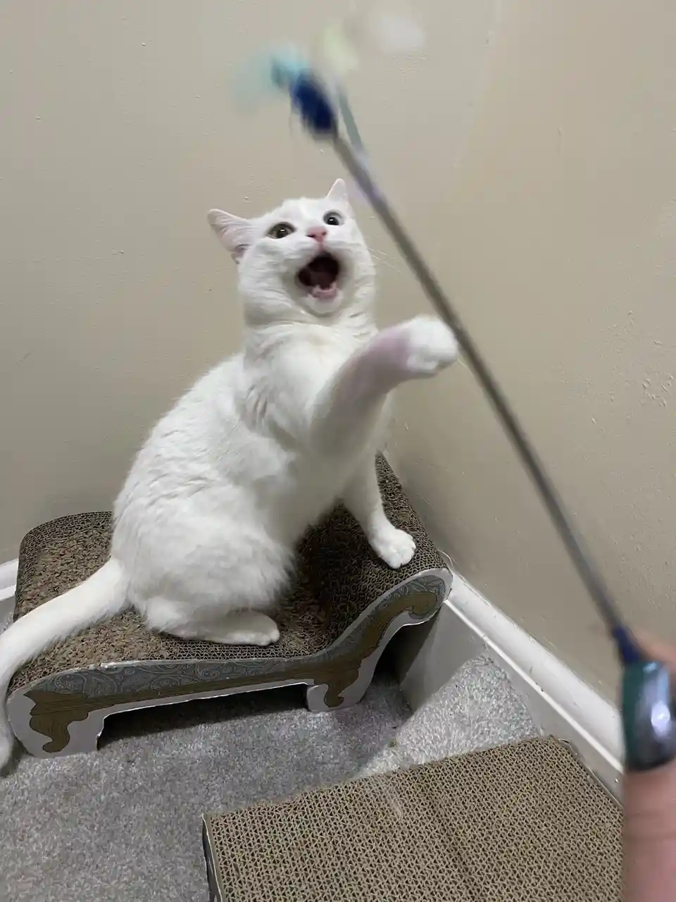 A white cat sits on a decorative cardboard scratcher, mouth wide open in an expression of intense frustration or…