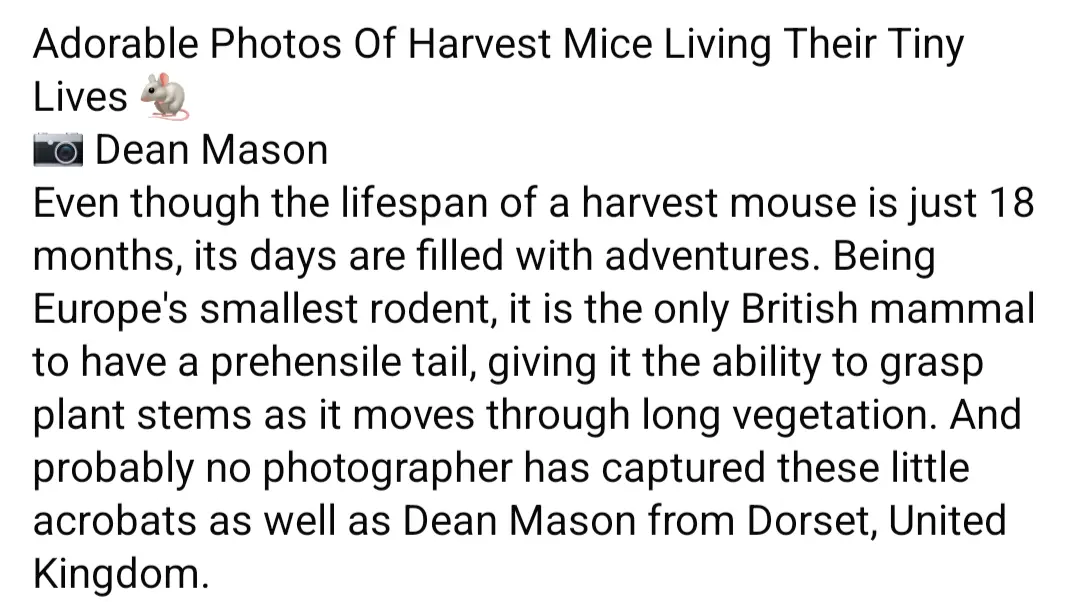The image displays a block of text describing adorable photos of harvest mice taken by Dean Mason. The text explains that…
