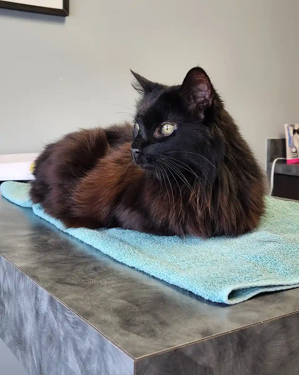 A long-haired black cat with striking green eyes is lounging on a light blue towel placed on a gray countertop. The cat is…