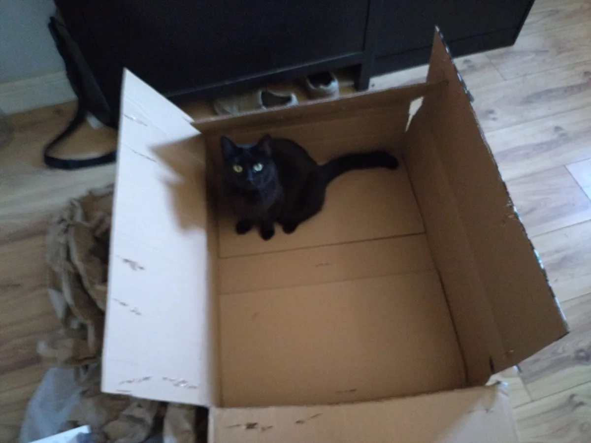 A black cat with bright green eyes sits calmly inside an open cardboard box on a wooden floor, looking directly at the…