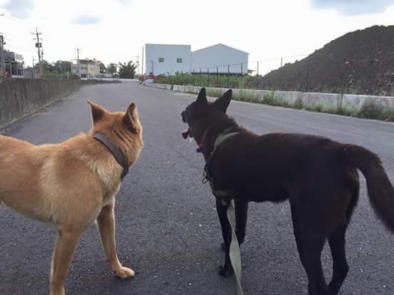 Two dogs stand on a paved road facing each other, one tan and one black, both wearing collars. The black dog has its mouth…