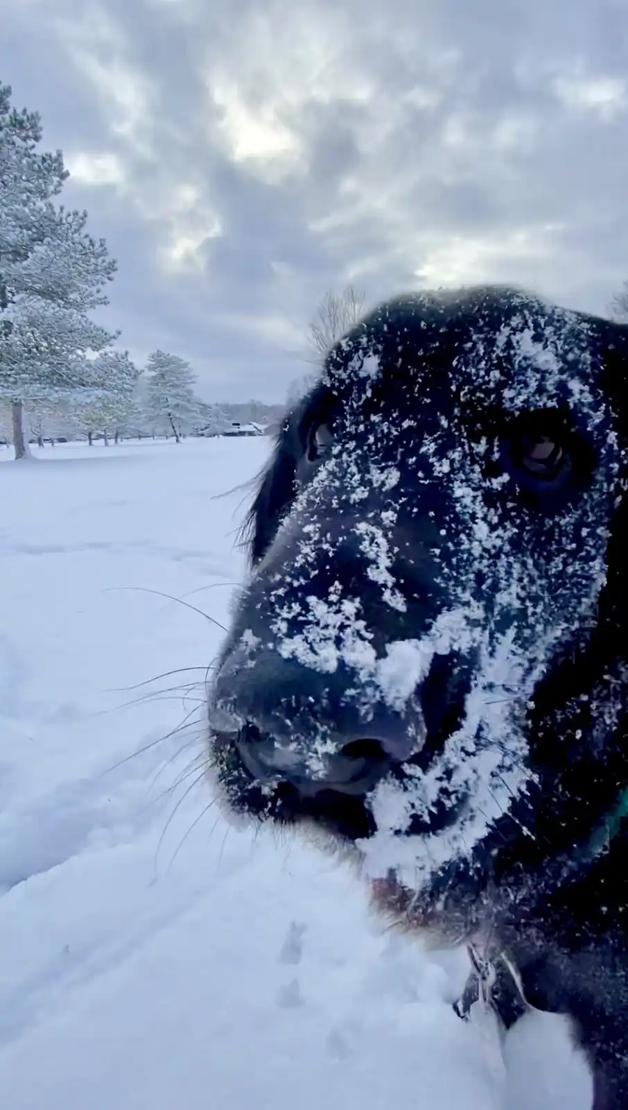 A close-up photo of a black dog's face covered in snow, with snow also on its nose and whiskers, set against a snowy…