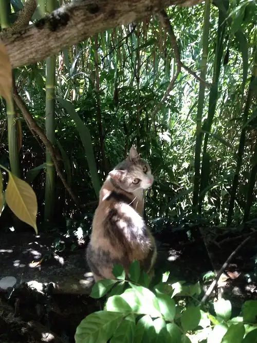 A calico cat sits in dappled sunlight among green foliage and bamboo, looking over its shoulder with wide eyes. The image…