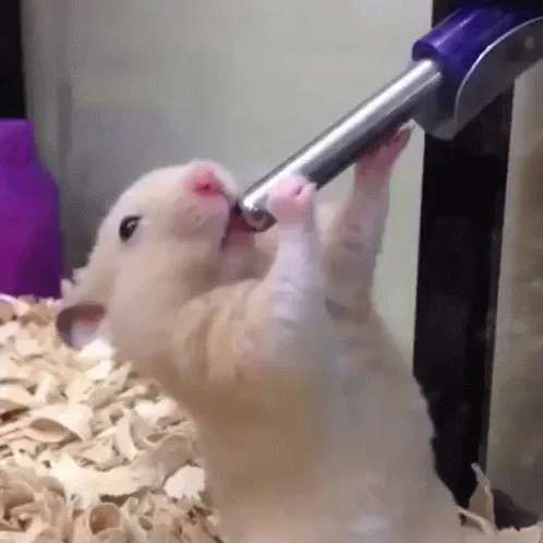 A light-colored hamster stands on its hind legs inside a cage with wood shavings, using its front paws to grip and chew on a…