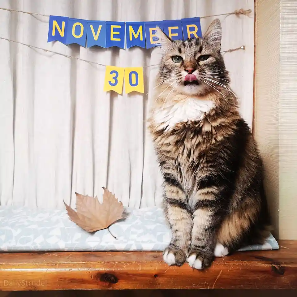 A fluffy tabby cat sits on a wooden windowsill with a patterned cushion, licking its lips while looking at the camera…