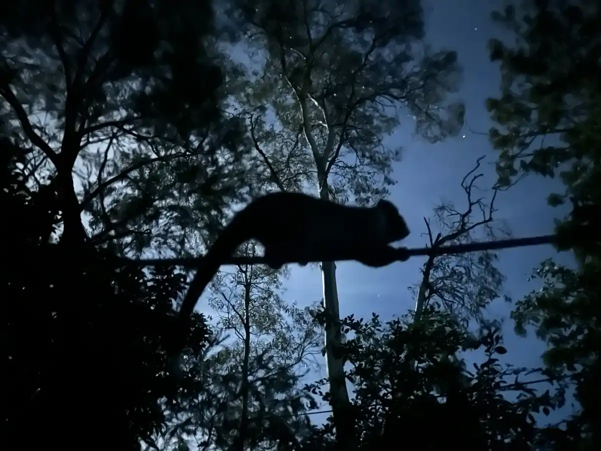 A dark silhouette of a possum is seen walking across a horizontal branch against a starry night sky, framed by the…
