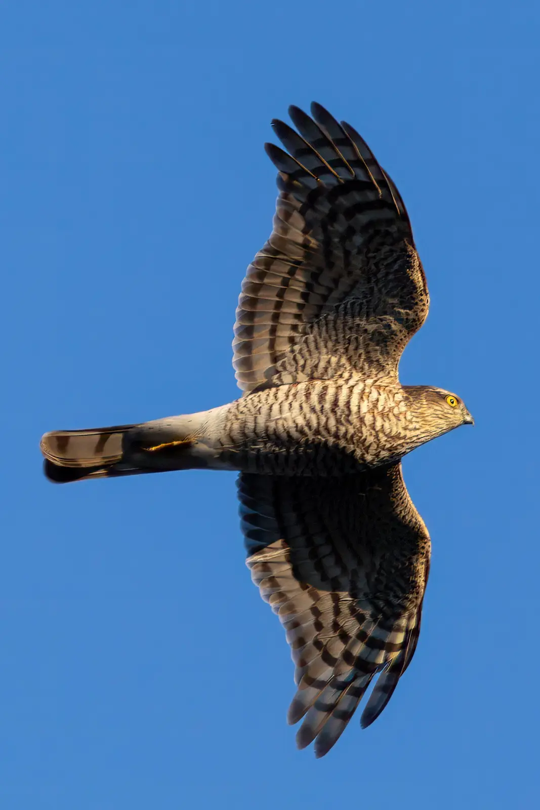 A bird of prey, likely a hawk or falcon, is captured in mid-flight against a clear blue sky, wings fully extended. The bird…