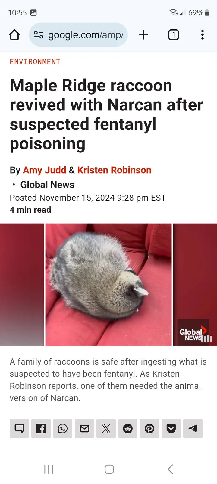 A news article screenshot from Global News shows a photo of a small, gray raccoon curled up on a red couch, appearing to be…