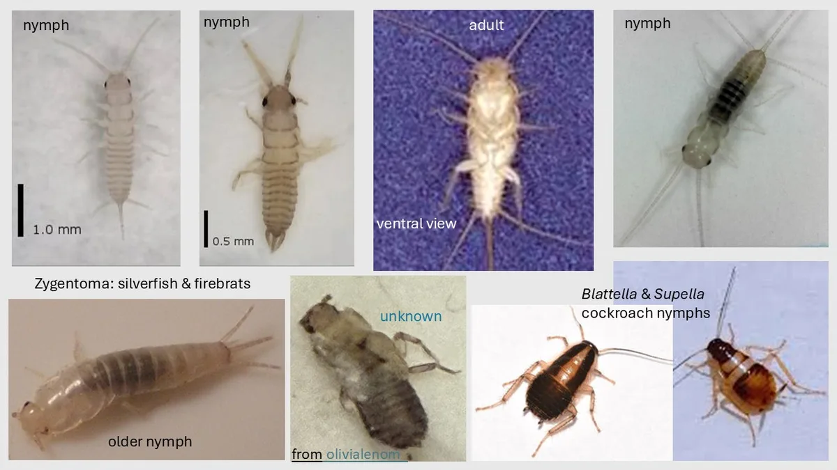 The image displays a collage of insect life stages, including labeled nymphs and an adult of Zygentoma…