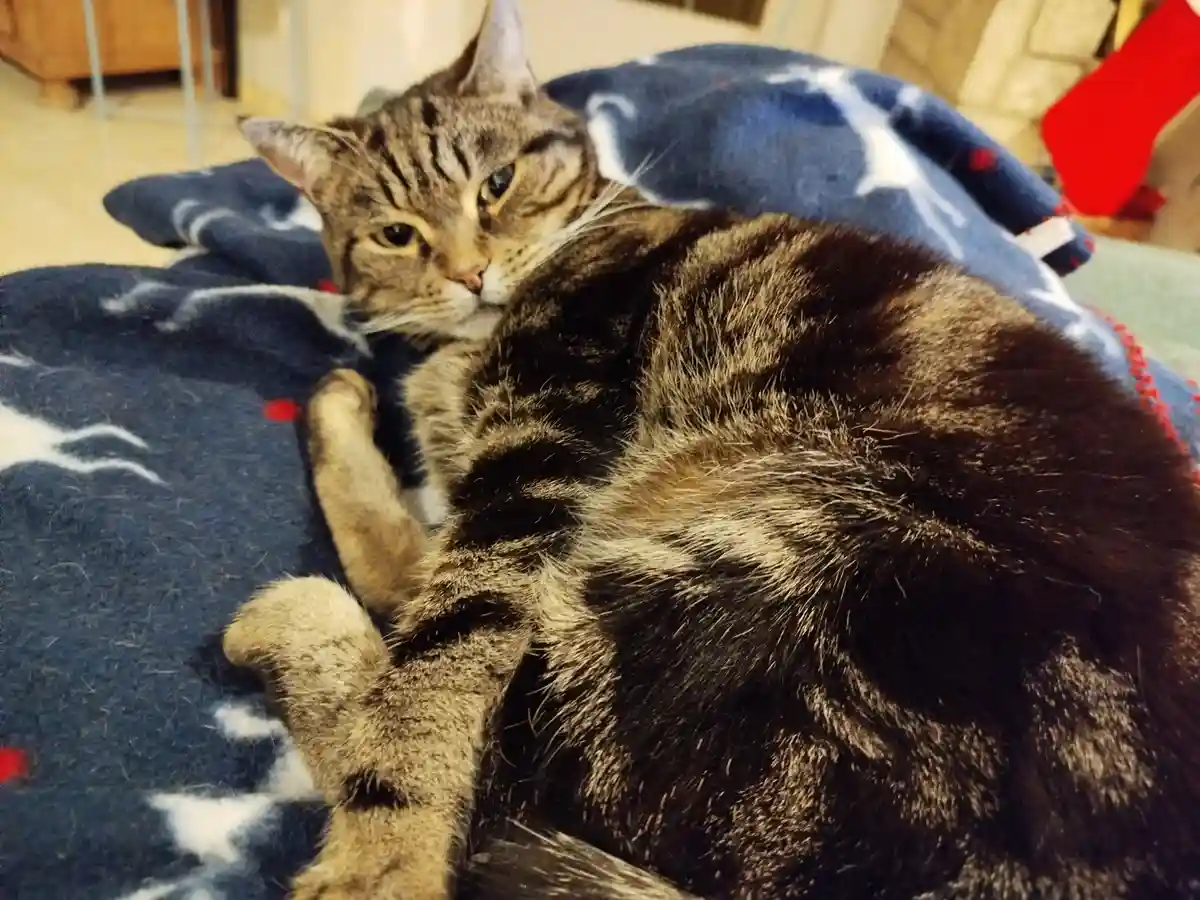 Celebrating Caturday in Style!