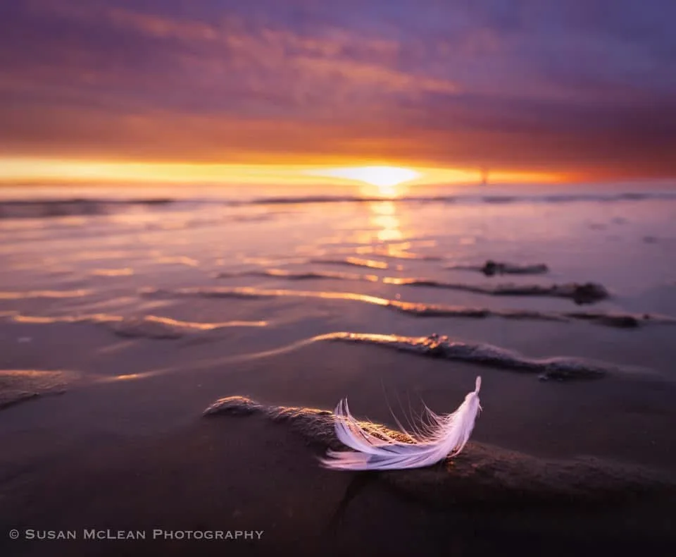 A serene beach sunset with warm orange and purple hues, featuring a single white feather resting on wet sand in the…