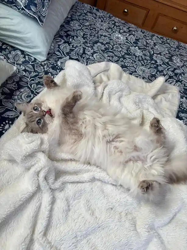 A fluffy, long-haired cat with blue eyes lies on its back on a white blanket spread over a bed with a blue floral-patterned…