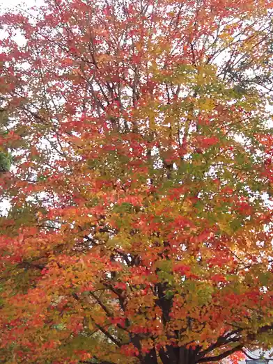 A photo of a tree with vibrant autumn foliage in shades of red, orange, and green against a bright sky. The overlaid text…