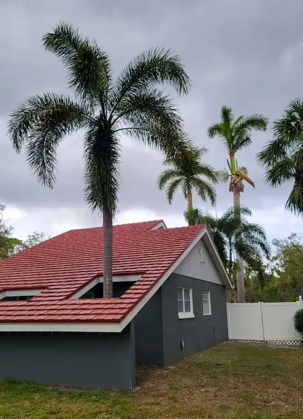 A house with a red tiled roof and dark gray walls has a tall palm tree growing directly through the roof, with other palm…