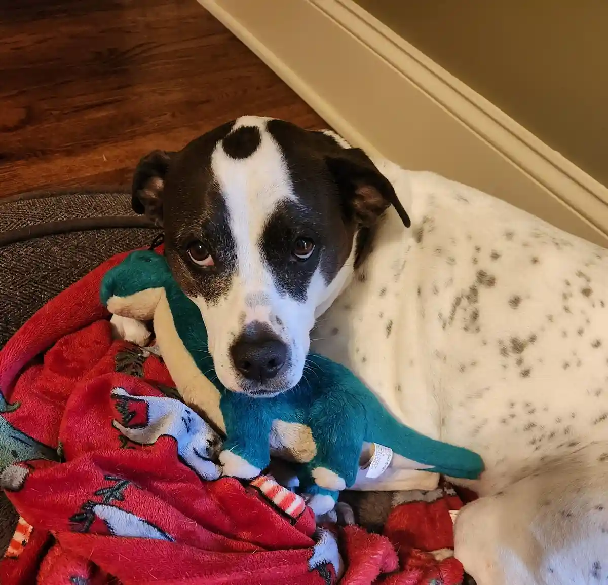 A black-and-white spotted dog with a sad, pleading expression lies on a red blanket, holding a teal plush toy. The dog's…