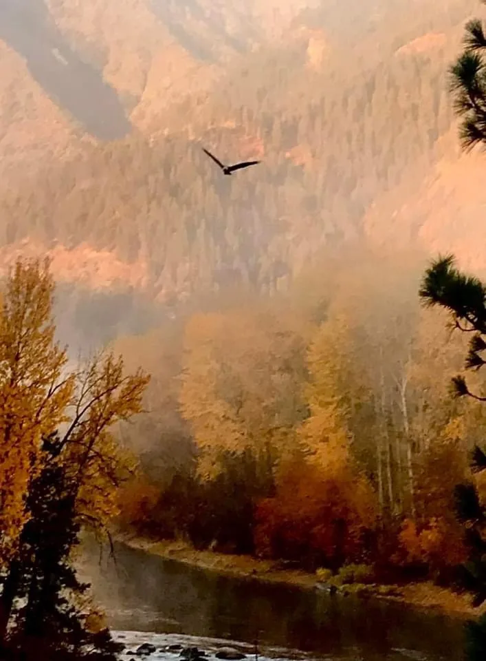 A bird is flying over a misty, autumnal valley with orange and brown trees and a river below. The image has text overlaid…