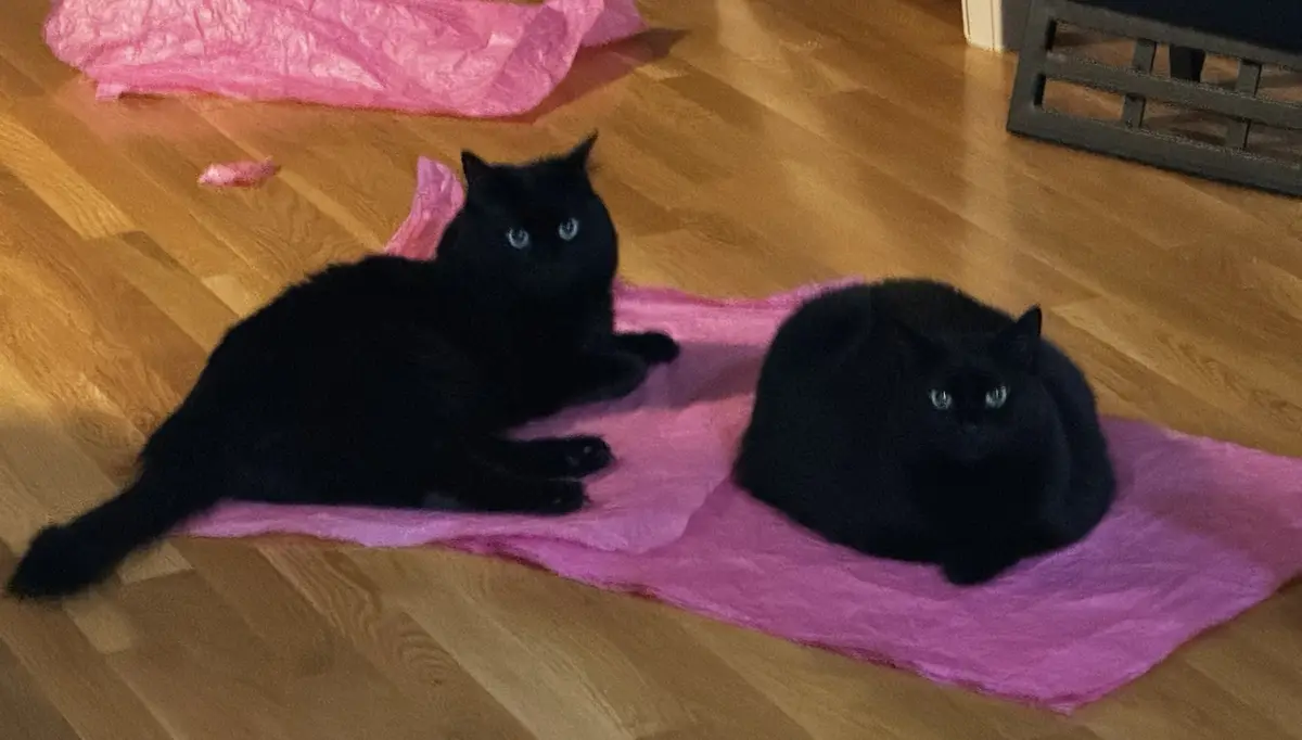 Two black cats with blue eyes sit on a crumpled pink plastic sheet on a wooden floor, looking at the camera. One cat lies…