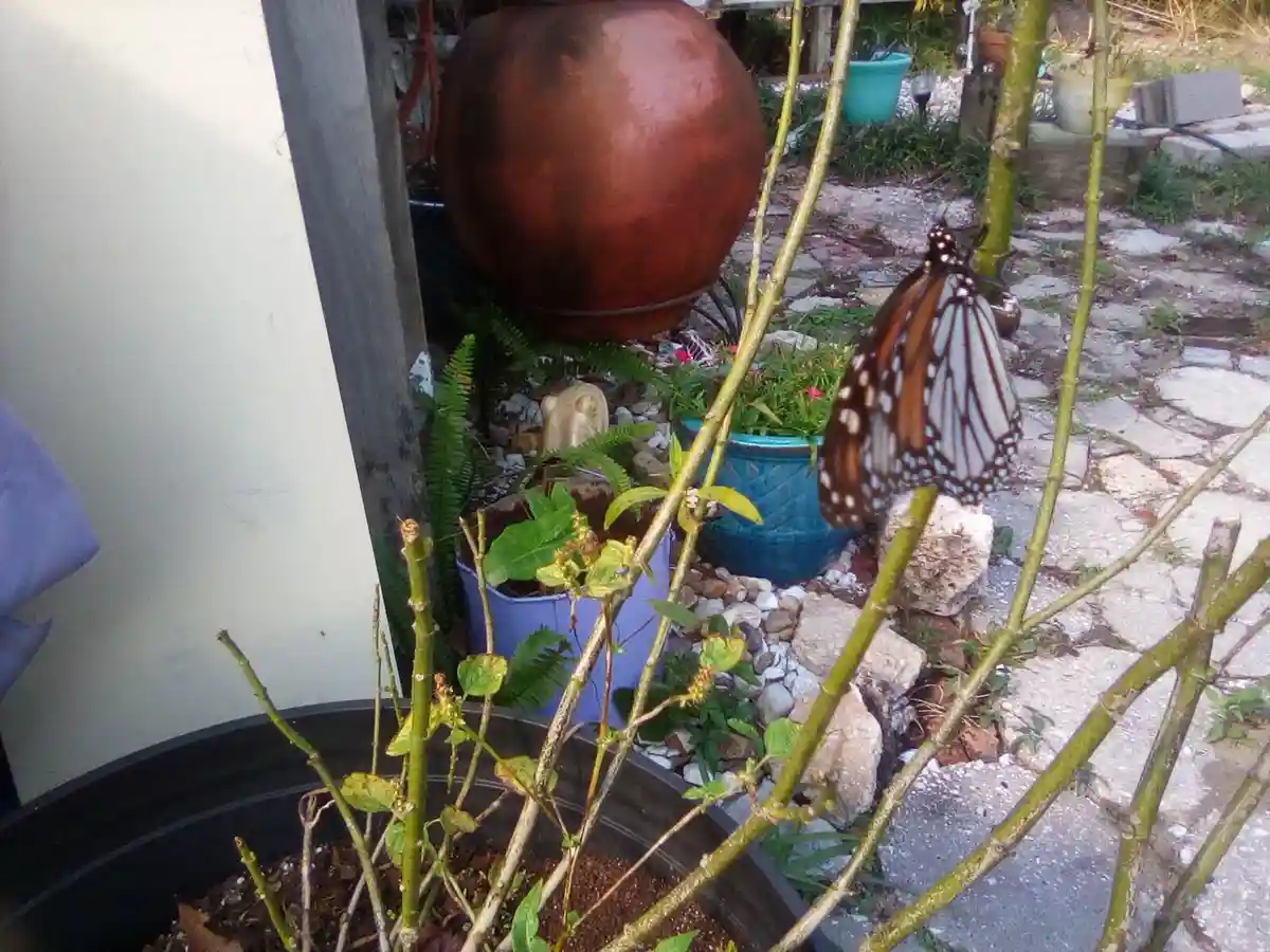 A monarch butterfly with orange, black, and white wings perches on a thin green branch in a garden setting. The background…