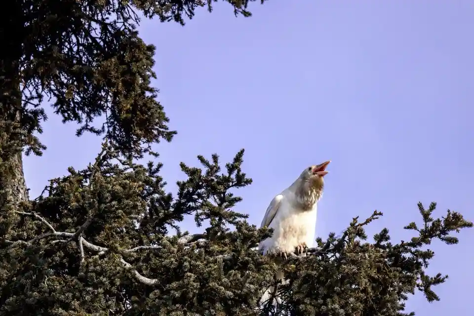 A white bird, likely a crow or raven, perched on a pine tree branch with its beak open as if calling out, against a clear…