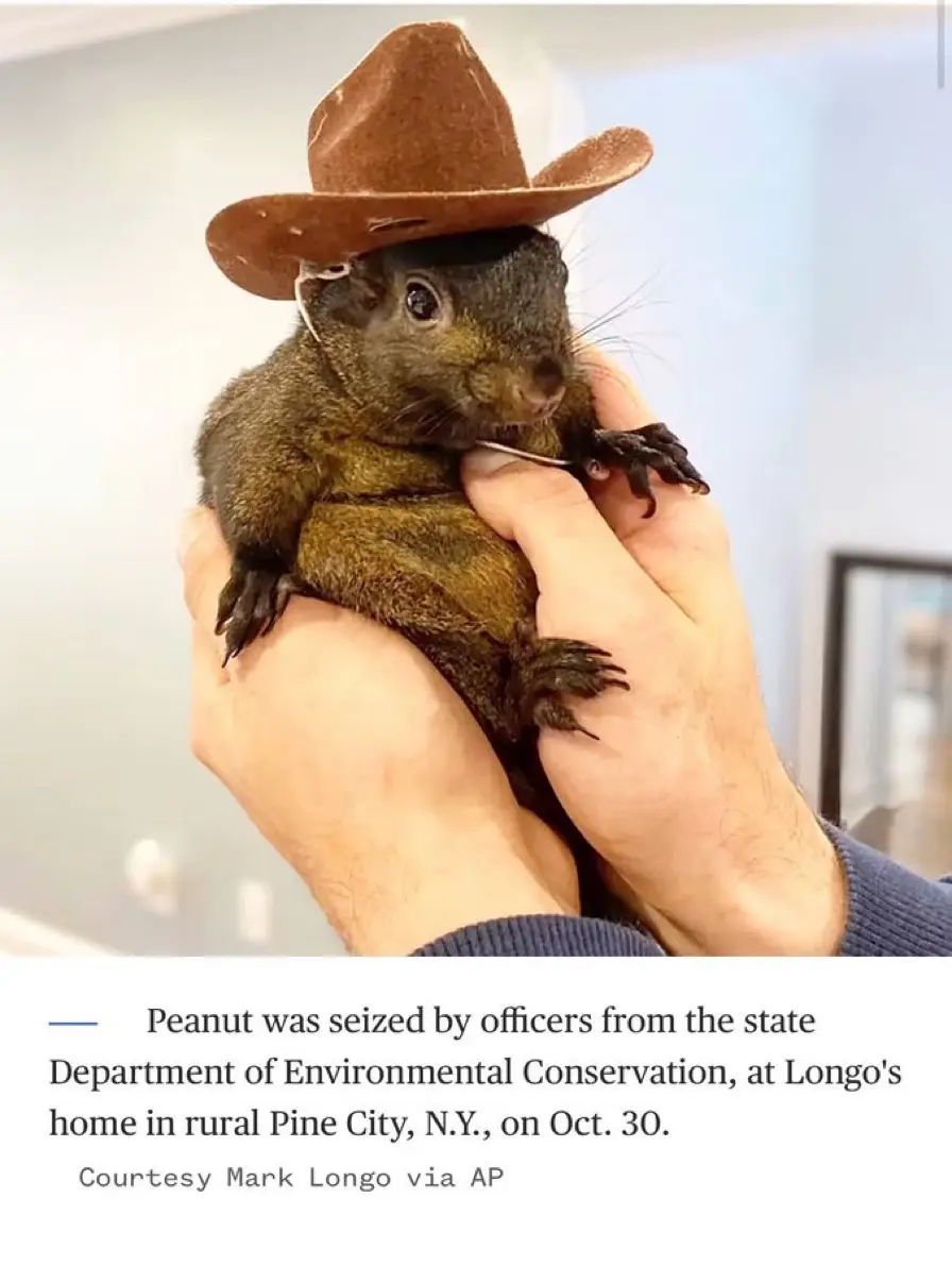 A small, dark-furred squirrel wearing a brown cowboy hat is being held gently in a person's hands. The image includes a news…