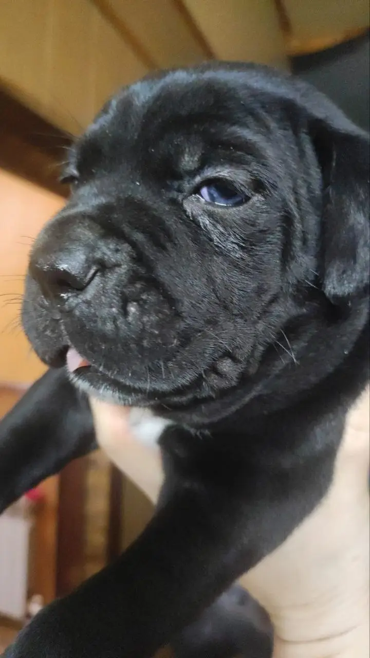 A close-up photo of a black puppy with wrinkled skin and one visible blue eye, being held by a person's hand. The puppy has…