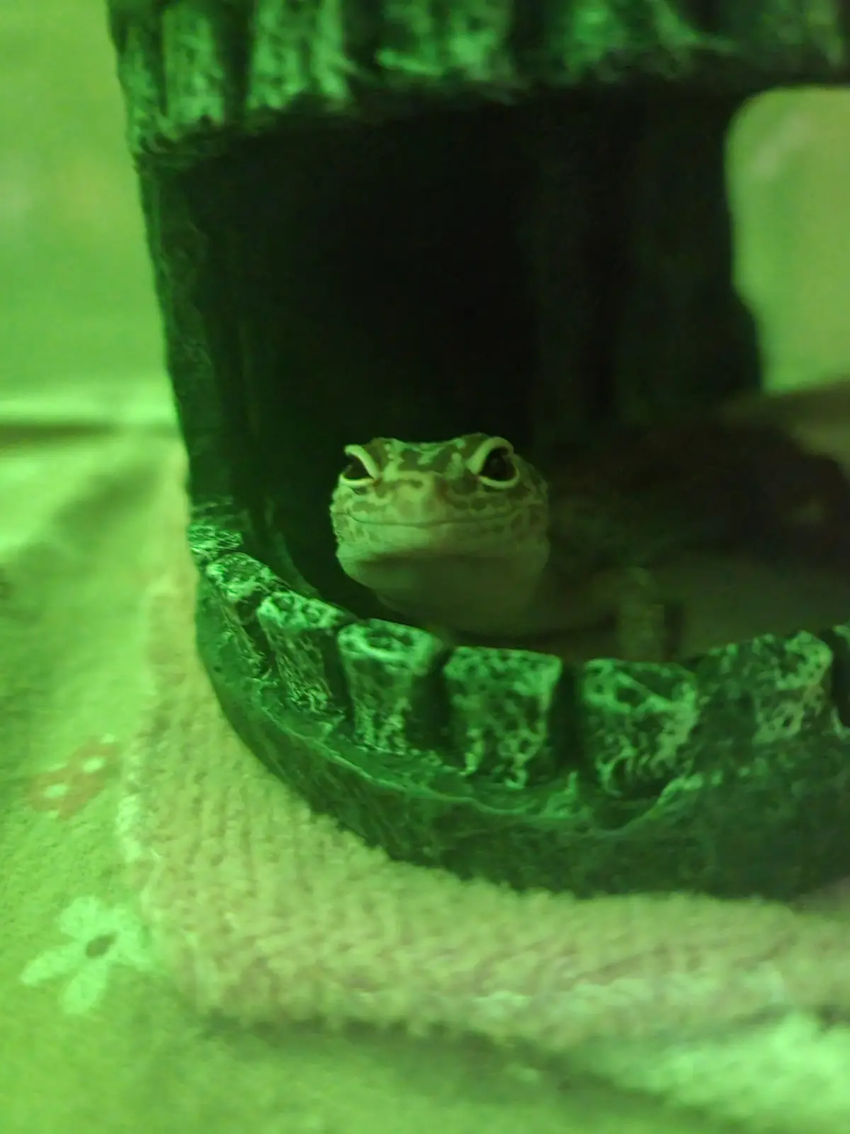 A small gecko peeks out from inside a dark, hollow, stone-like hide in a terrarium, illuminated by a green light. The…