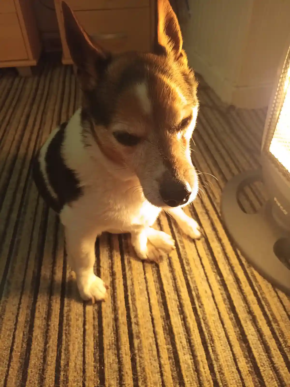 A small dog with black, white, and tan fur sits on a striped carpet, looking sleepy and slightly squinting as warm light…