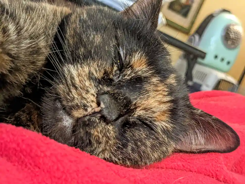 A close-up photo shows a tortoiseshell cat with black, brown, and orange fur sleeping peacefully with its eyes closed on a…