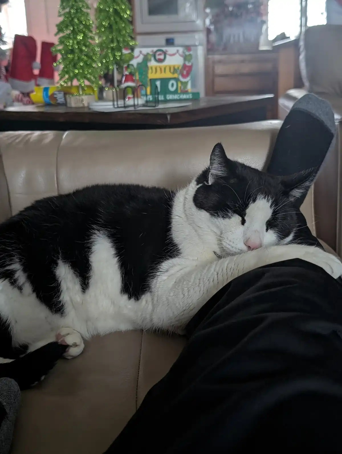 A black and white cat is sleeping soundly on a person's lap while sitting on a beige couch. In the background, there are…
