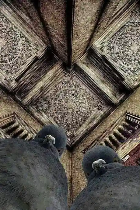 Two pigeons are shown from a low angle, looking upward at an ornate, intricately carved wooden ceiling with geometric and…