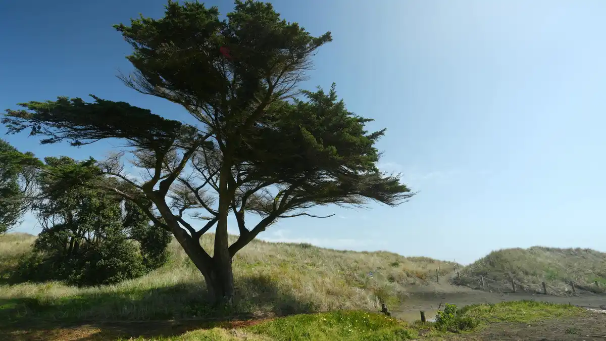 A solitary sentinel tree stands tall amidst undulating dunes, its branches stretching towards a brilliant blue sky, where…