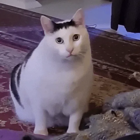 A white cat with black markings sits on a patterned rug, captured in six frames showing subtle head movements and a…