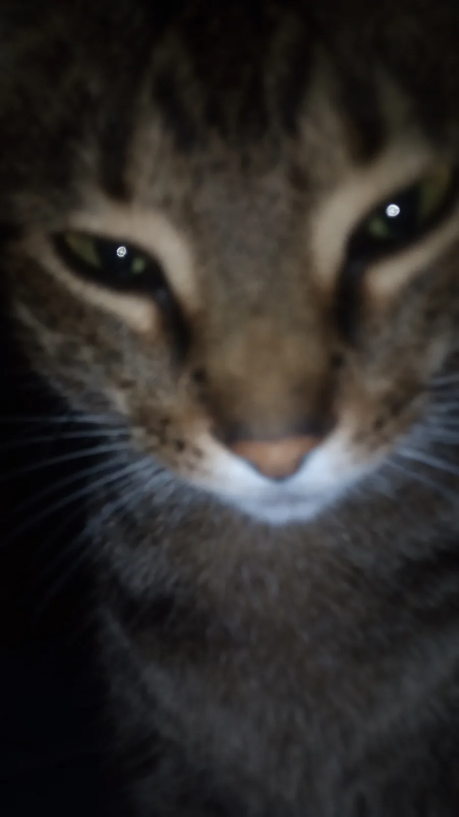 A blurry, close-up photo of a tabby cat's face, with green eyes and a white muzzle, staring directly at the camera in a…