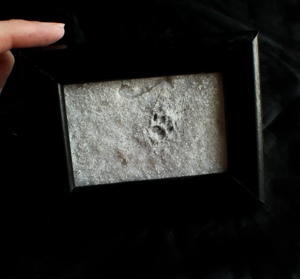 A hand holds a black picture frame containing a preserved snowy scene with a distinct dark paw print pressed into the white…