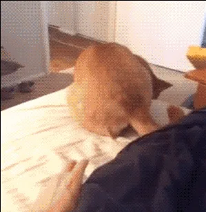 A sequence of six images shows a small, light brown dog on a bed. The dog is initially sitting, then appears to be hit or…