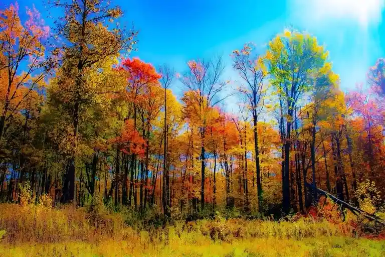 Embracing the Beauty of Autumn