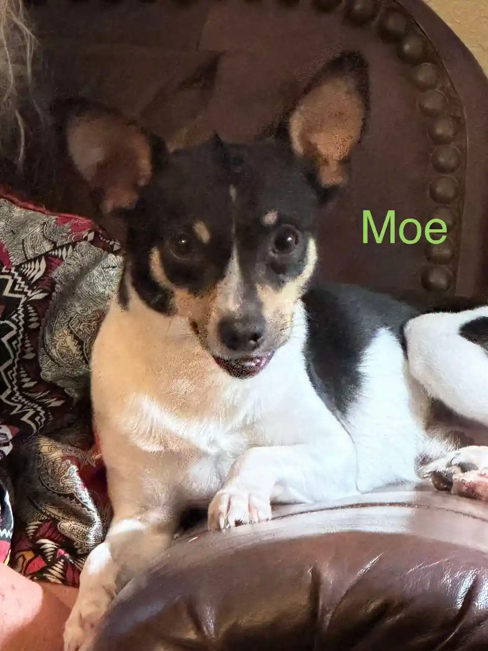 A small black, white, and tan dog with large ears is lounging on a brown leather chair, looking directly at the camera. The…