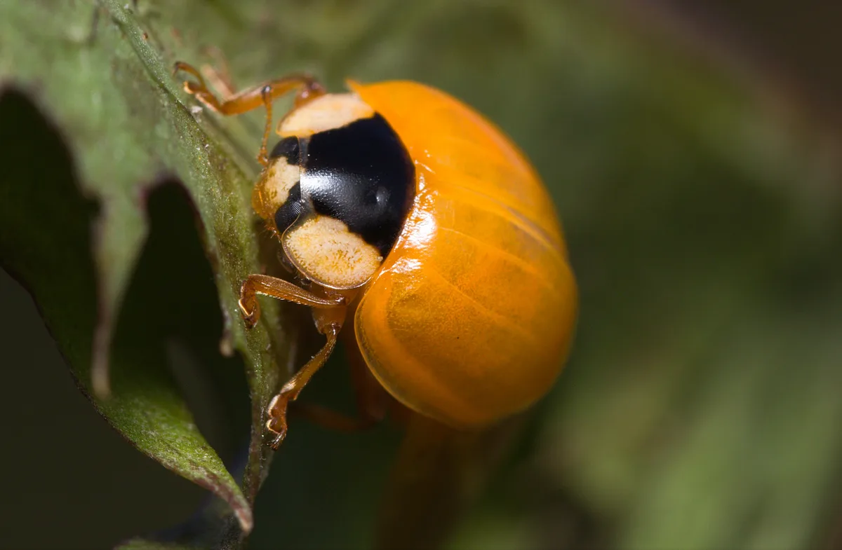 A Vibrant Yellow Ladybug Spotted in the Peak District