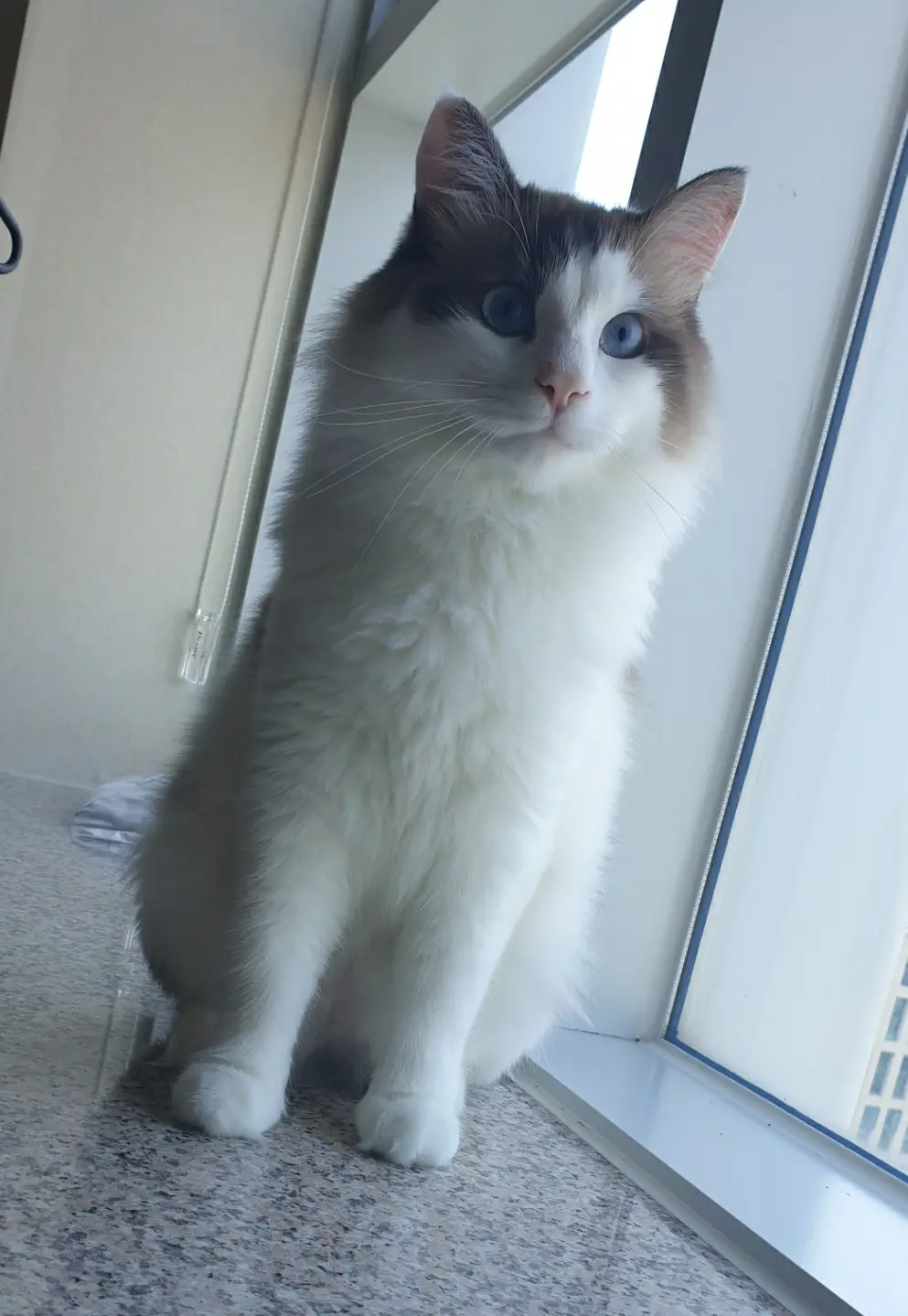 A fluffy, long-haired cat with striking blue eyes and a white face sits upright on a speckled countertop near a window. The…
