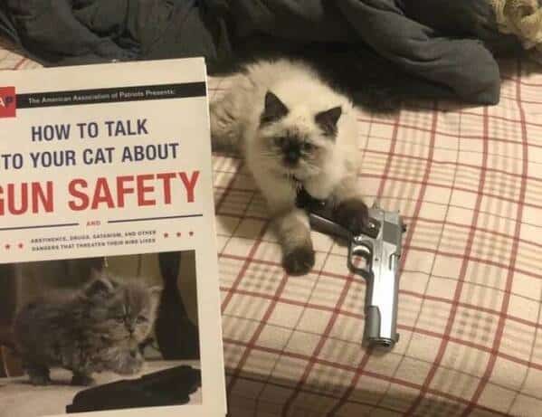A fluffy cat sits on a plaid bed next to a silver handgun, looking unimpressed. Beside it is a book titled 'How to Talk to…