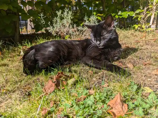 A black cat is lying on grass with scattered brown leaves, eyes closed and appearing very relaxed in a sunny outdoor setting…