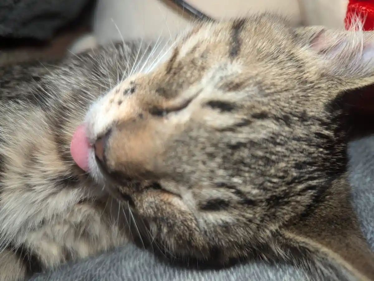 Mr. Bean's Adorable Blep Moment